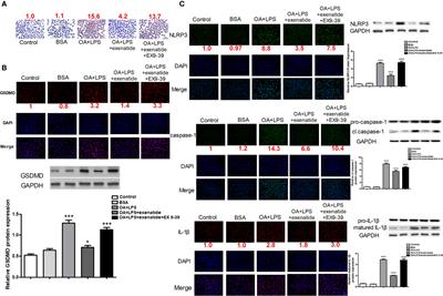 Exenatide Attenuates Non-Alcoholic Steatohepatitis by Inhibiting the Pyroptosis Signaling Pathway